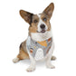 Cute Halloween Over the Collar Dog Bandana