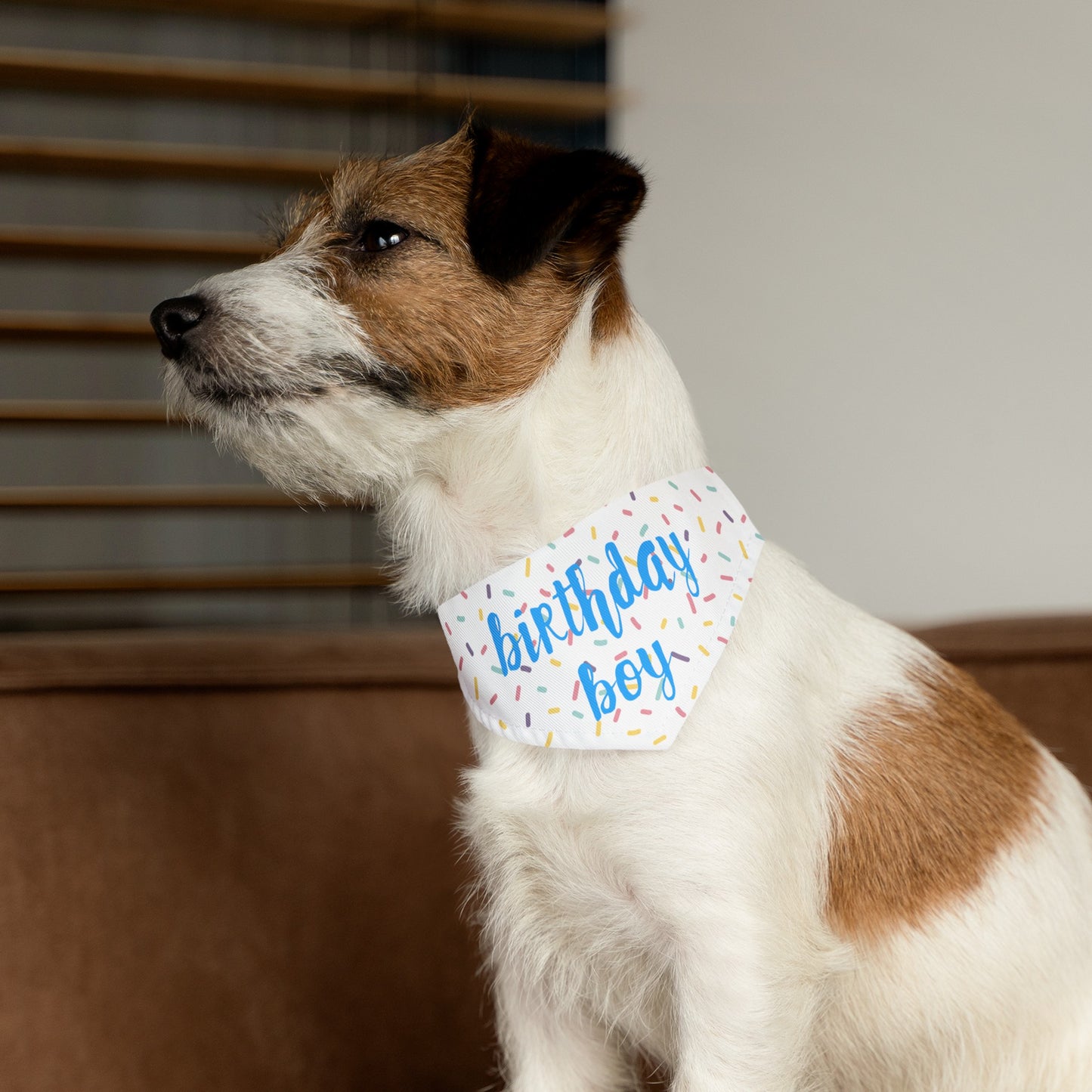 Birthday Boy Over the Collar Dog Bandana