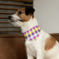 Easter Over the Collar Easter/Spring Dog Bandana