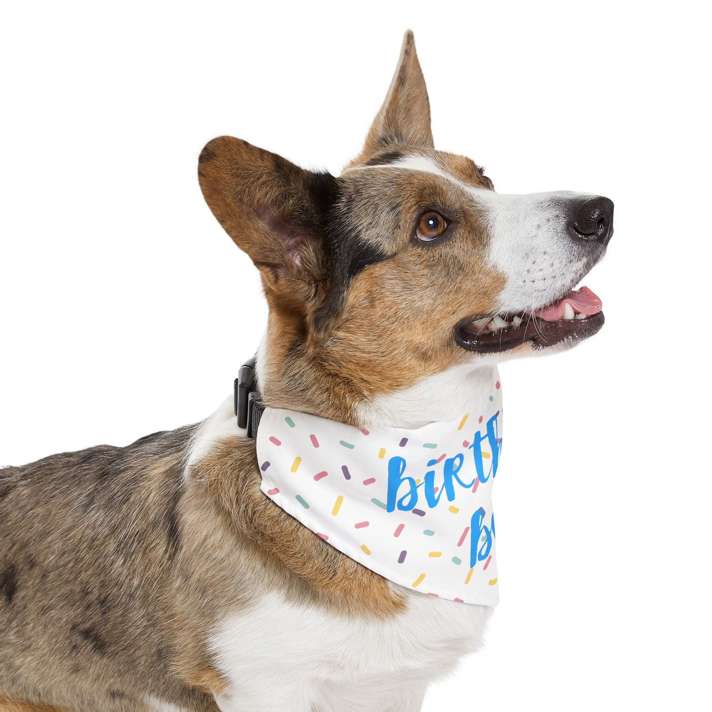 Birthday Boy Over the Collar Dog Bandana