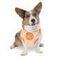 Citrus Over the Collar Spring/Summer Dog Bandana