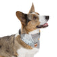 Cute Halloween Over the Collar Dog Bandana